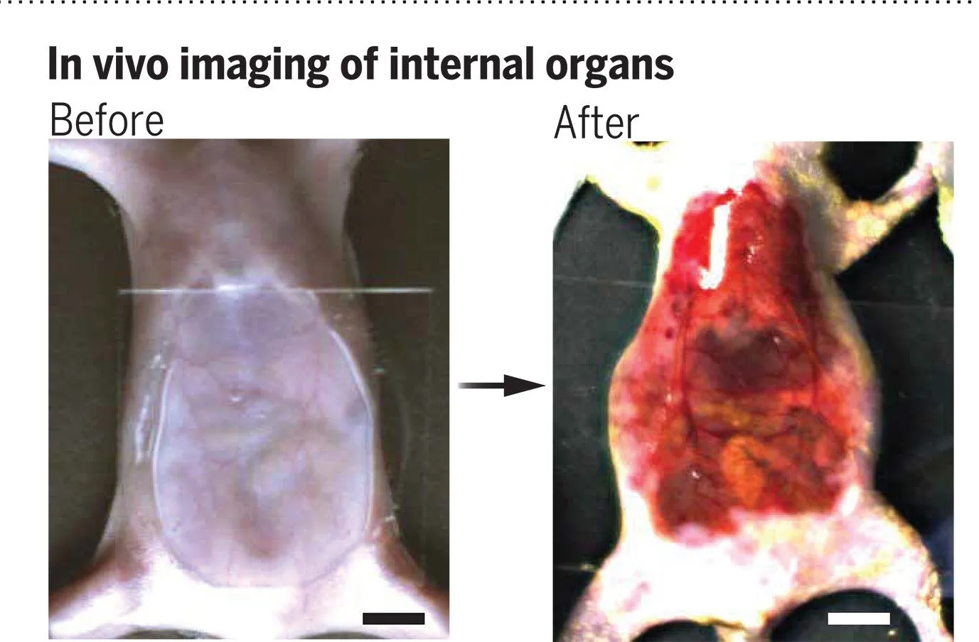 Common Food Dye Makes Mouse Skin Transparent, Researchers Find