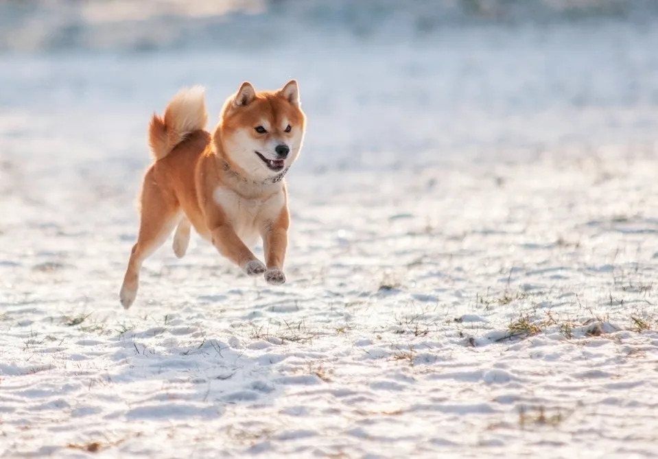 Should You Forget Bitcoin and Buy Shiba Inu Instead?