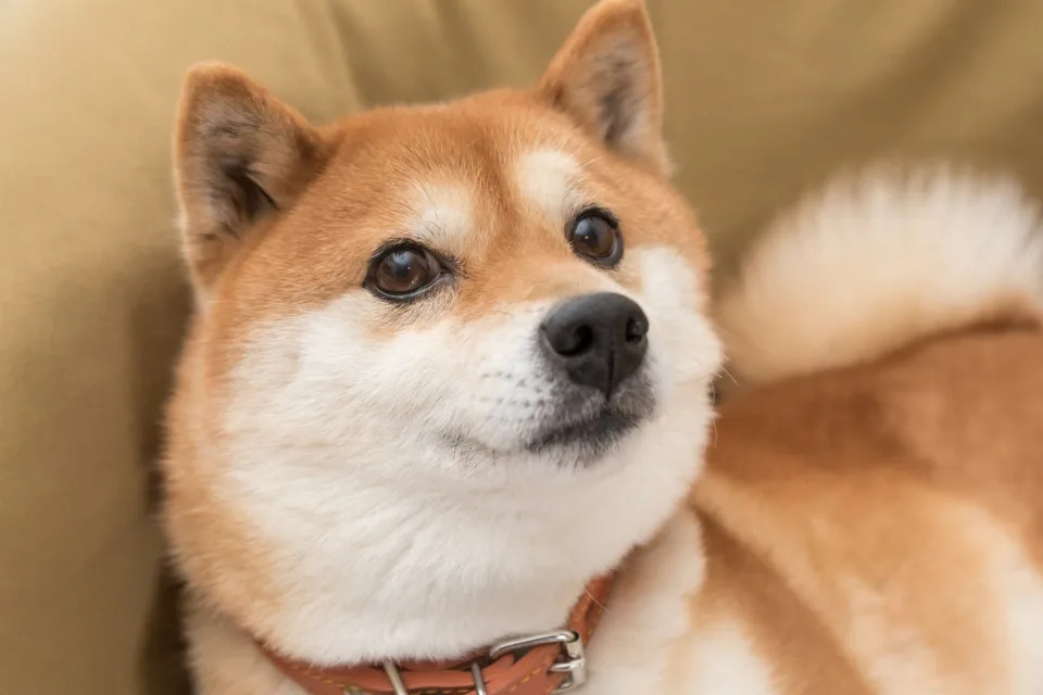 Why Dogecoin Is Jumping Today